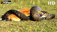 Anaconda VS Lion VS Black Panter - Lion Narrowly Escaped Death - Amazing Footage!