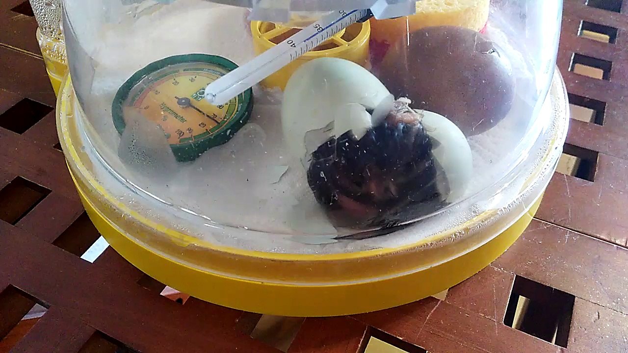 Naissance Poussin WASABI 26-mai ARAUNCANA en principe