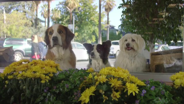 Doritos® Crash The Super Bowl Finalist - Doritos Dogs