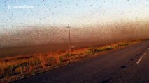 Millions of locusts invade southern Russia