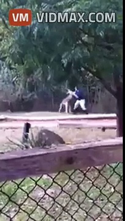 Zoo keeper and kangaroo have a cheeky scrap