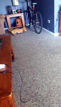 Un chien très adroit joue à la balle