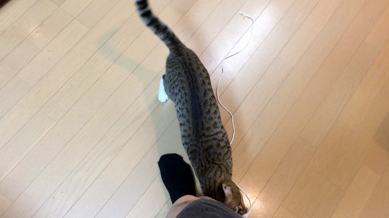 【funny cat ねこ&きじとら＆かわいい&おもしろ&癒し】（とらおうチャン）飼い主さんにすりすりするねん♪2