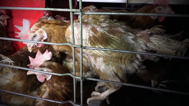 Une vidéo choc révèle les conditions de vie exécrables dans un élevage de poules pondeuses