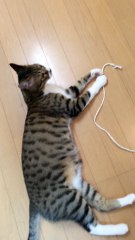 【funny cat ねこ&きじとら＆かわいい&おもしろ&癒し】（とらおうチャン）もうどうにでもしてくれい♪