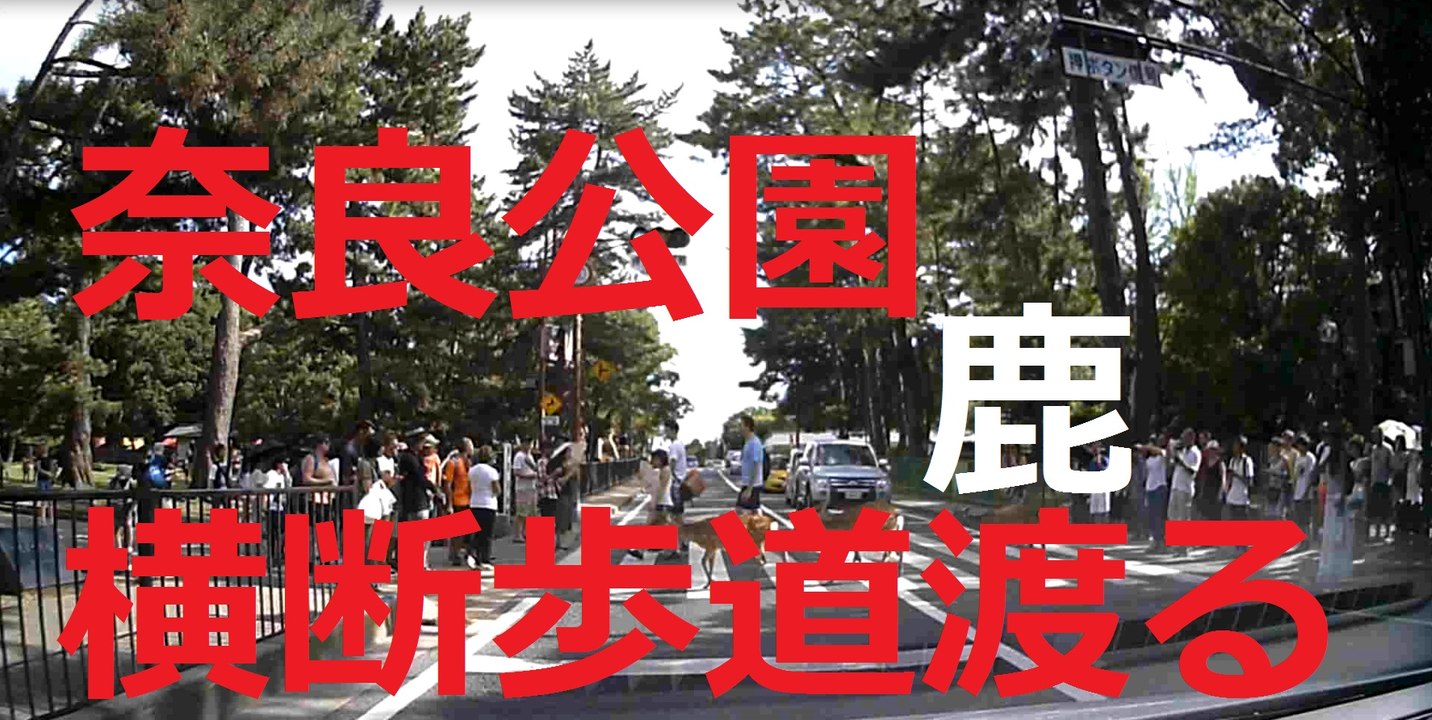 Deer crossing the crosswalk at Nara Park Event Data Recorder ドライブレコーダー行車記録儀　奈良公園横断歩道を渡る鹿