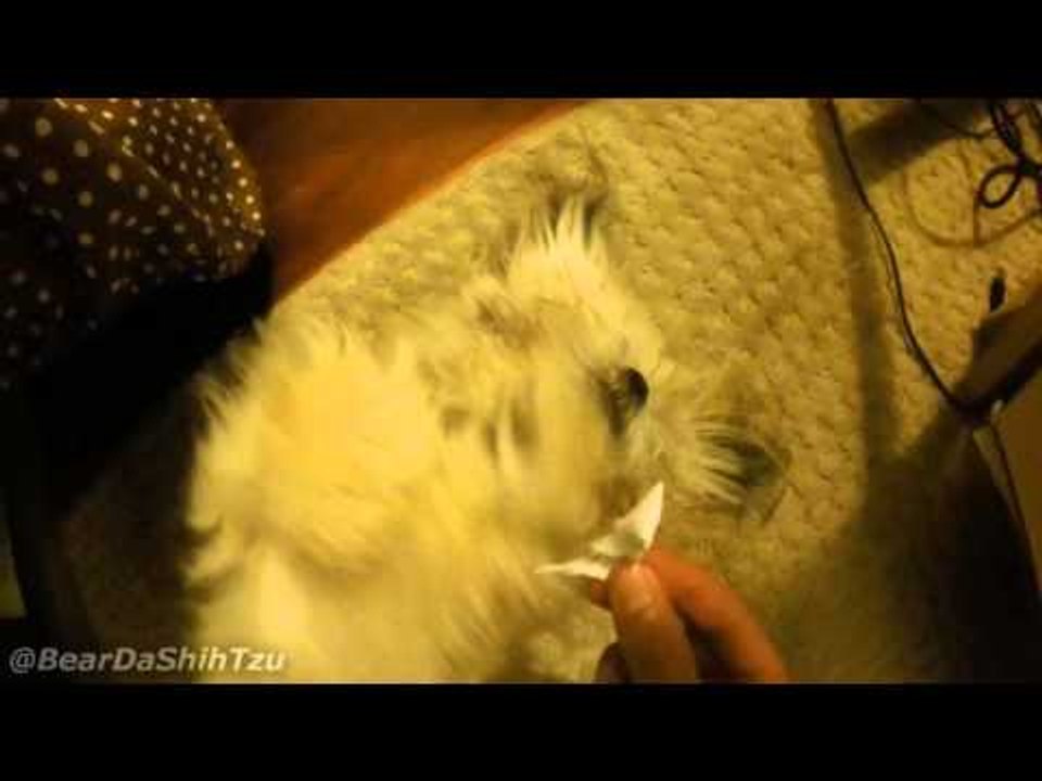 Adorable Puppy Avoids Getting in Trouble by Being Too Cute