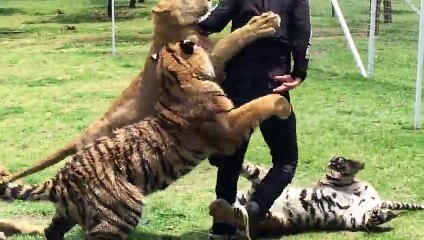 This Man Has A Scary Encounter While Playing With These Wild Tigers