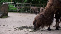 Baby camels running is adorable