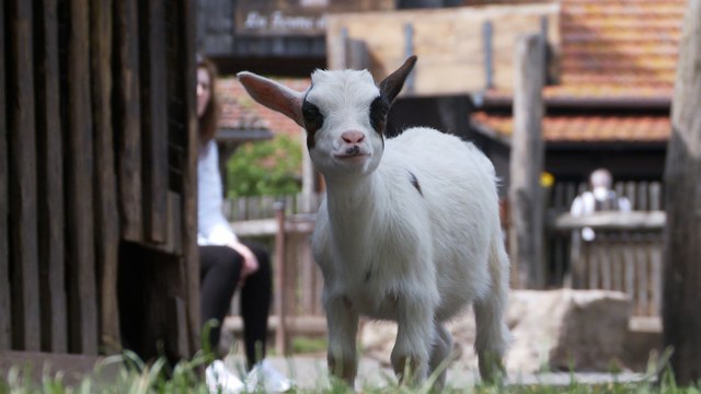 Une année 2016 riche en naissances au Parc Animalier de Sainte-Croix