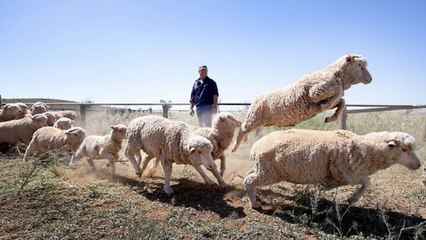 Quand un fermier australien s'amuse avec ses innocents moutons !