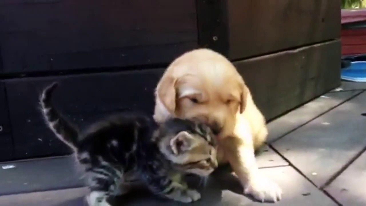 Ce chiot et ce chaton se rencontrent pour la première fois. Trop mignon !