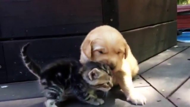 Ce chiot et ce chaton se rencontrent pour la première fois. Trop mignon !