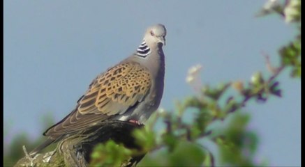 L'ancien Aéroport de Saint Brieuc 23 mai 2016