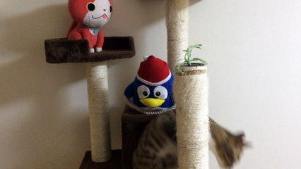 【funny cat ねこ&きじとら＆かわいい&おもしろ&癒し】（とらおうチャン）わしの豪邸で遊ぶぞい♪2