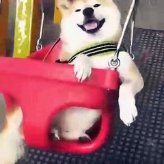 Просто счастливая собачка на качелях