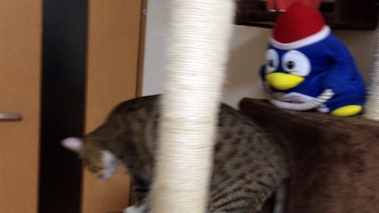 【funny cat ねこ&きじとら＆かわいい&おもしろ&癒し】（とらおうチャン）わしの豪邸で遊ぶぞい♪3