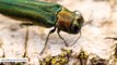 Why US Government Has Released Millions Of Parasitic Wasps