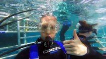 Amazing great white shark cage diving experience