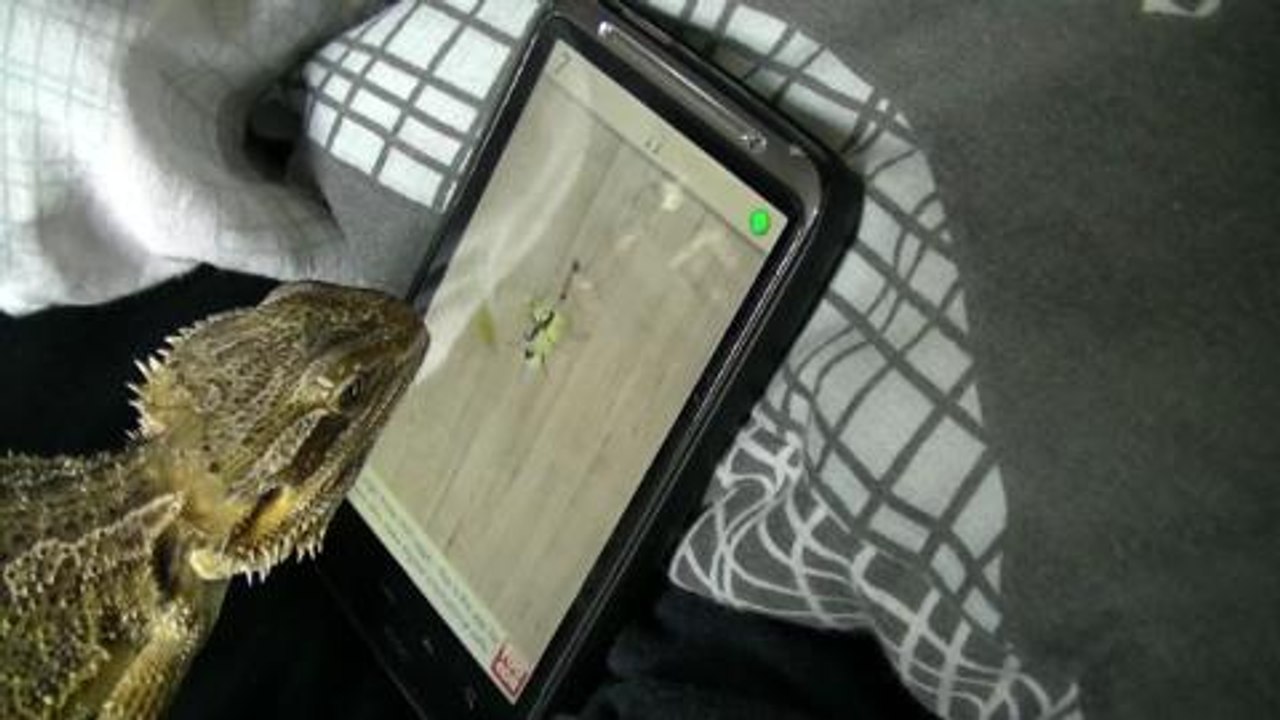 Ameisenjagd mit dem Android-Handy