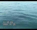 ２００４年１０月２５日相模湾のカツオ・ルアー釣り　ＰＡＲＴ２