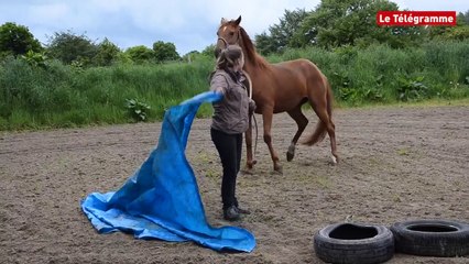 Peumerit-Quintin (22). Alice Macor (re)met les chevaux en selle
