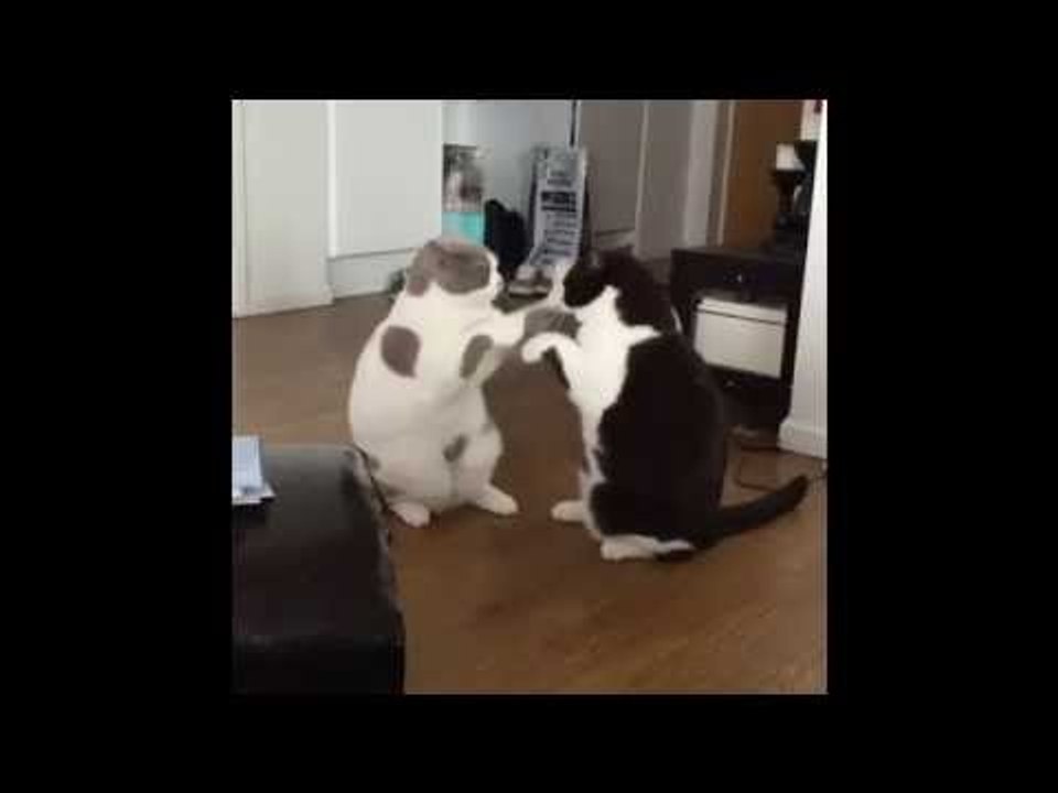 Two Cute Kitties Play Patty-Cake