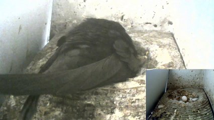 Mauersegler Nestcam 2016.08 - 26. Mai - Im zweiten Nest hat es nun auch ein Ein