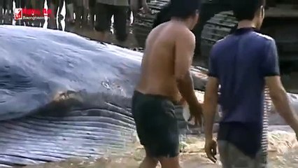 DIEN CHAU HUY DONG LUC LUONG GIAI CUU CA VOI mp4