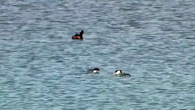 Реактивные Гуси