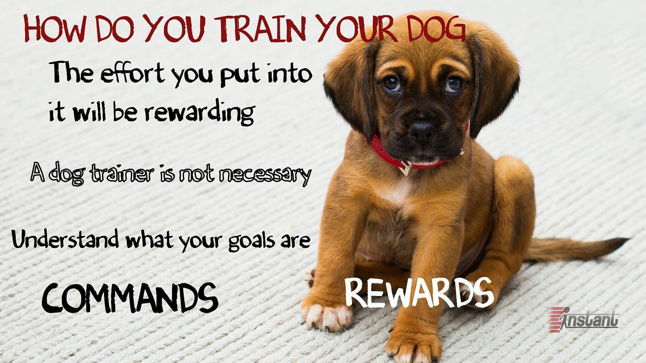 How Do You Train a Dog