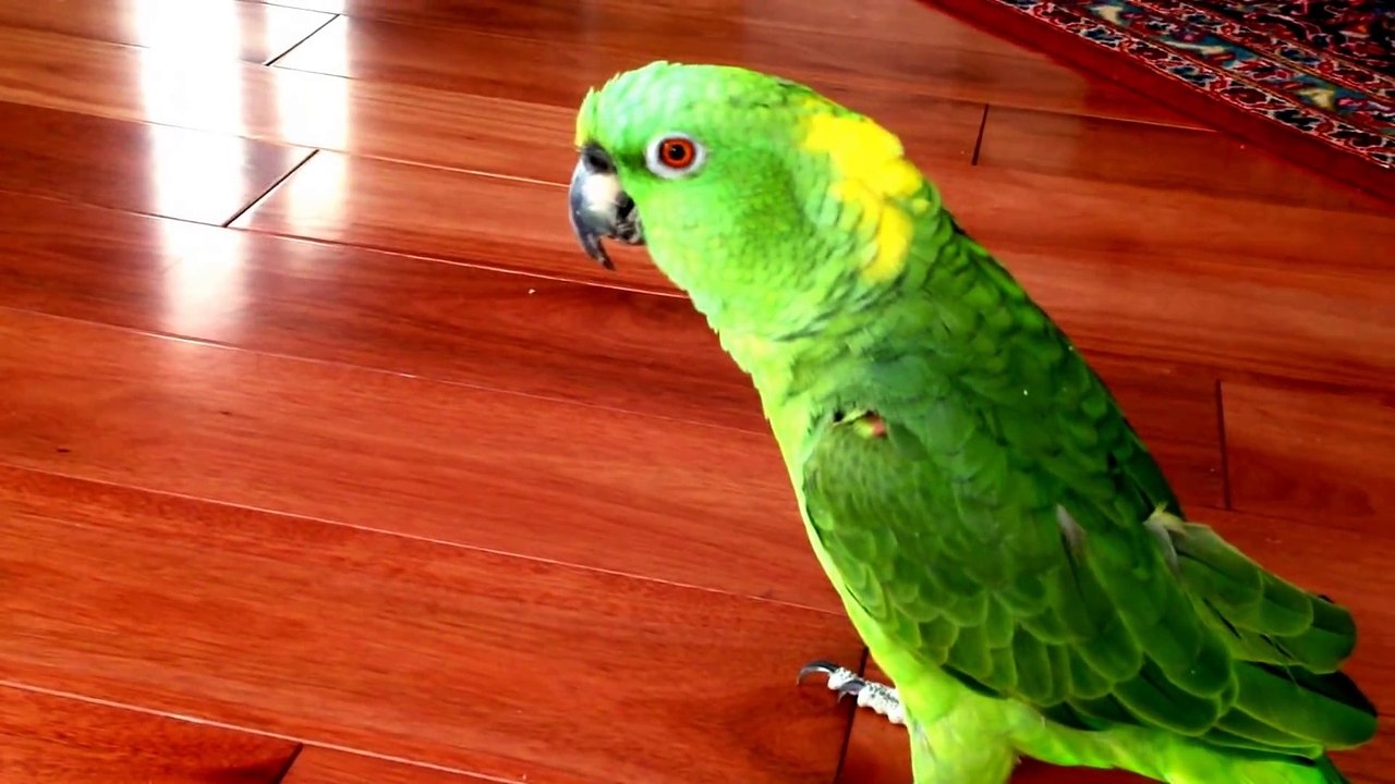 La façon dont réagit ce perroquet quand il entend un cri de loin est à mourir de rire !