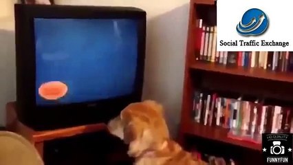 Watch Funniest Videos Funny Adult Joke Very Very Funny Video Funny Mp4 Videos Free Download