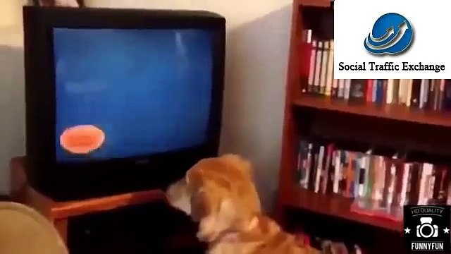 Watch Funniest Videos Funny Adult Joke Very Very Funny Video Funny Mp4 Videos Free Download