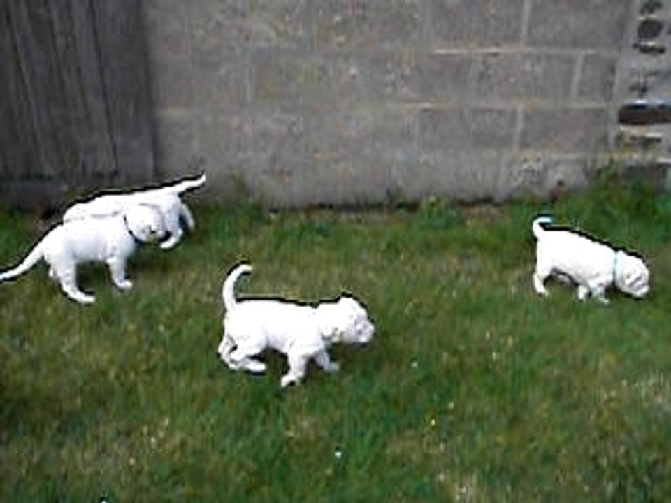 Chiots dogues argentins - 4 semaines