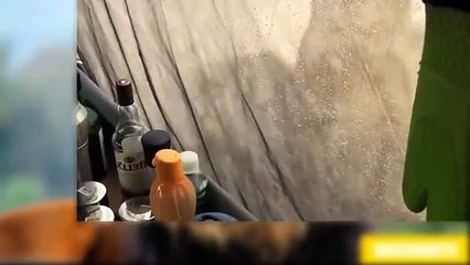 Así fue como dos turistas fueron despertados por un par de leones