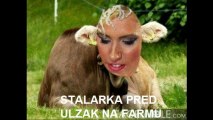 STALARKA PRED ULAZAK NA FARMU...