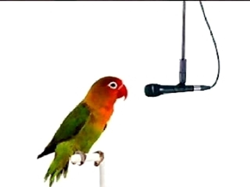 Parrot Fart