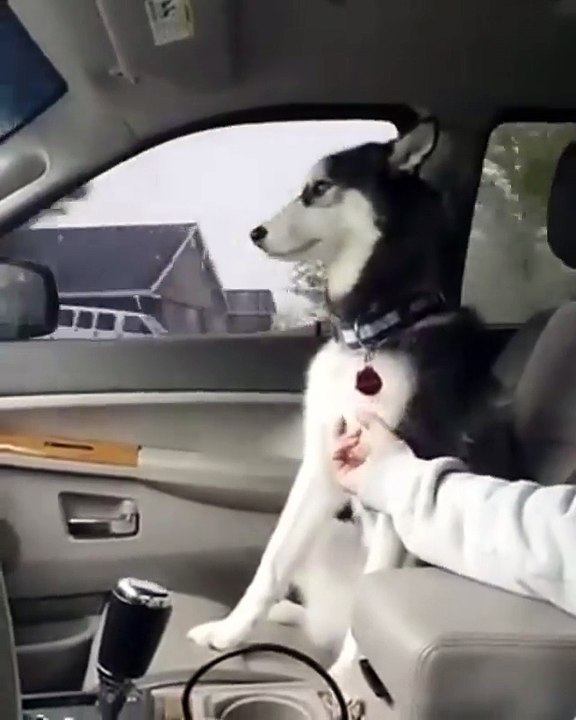 funniest dog videos ever in the world