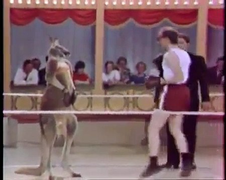 Kanguru ile boks maçı yapılırsa sona dikkat