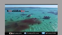 Captado en camara momento en que tiburones devoran una ballena-Video
