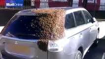 20000 abeilles ont suivi cette voiture pendant 2 jours