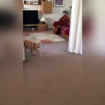 Встреча с хозяйкой после разлуки. Смешные приколы собаки