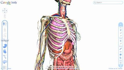 Body browser, el buscador de partes del cuerpo humano