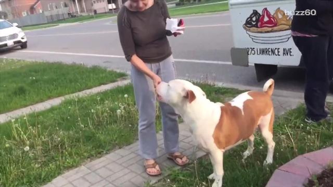 Patient Pit Bull Waits His Turn at the Ice Cream Truck