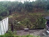 2009 01 26 01 Ubud Bali Indonesia terraced rice paddy