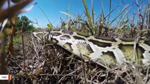 Man Gets Bitten By Python Lurking In A Toilet