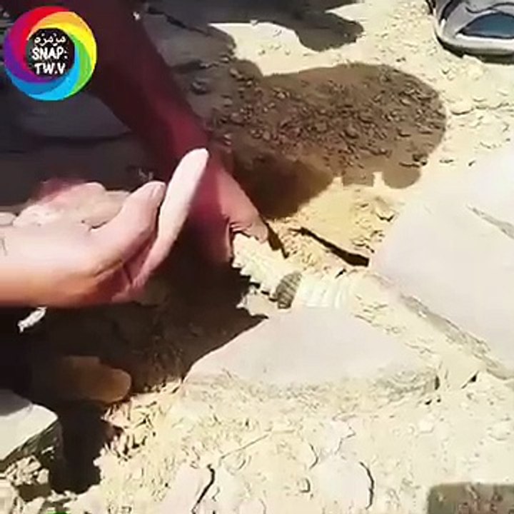 ضب يتكلم