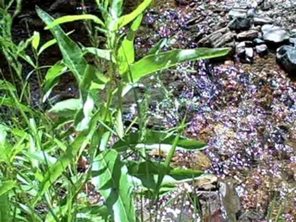 Lorilyn Greetings from zDad!