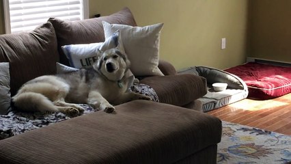 Stubborn Husky is a lazy couch potato